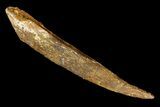 Huge, Fossil Shark (Asteracanthus) Dorsal Spine - Morocco #145379-1